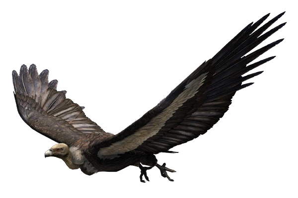 White-Rumped Vulture